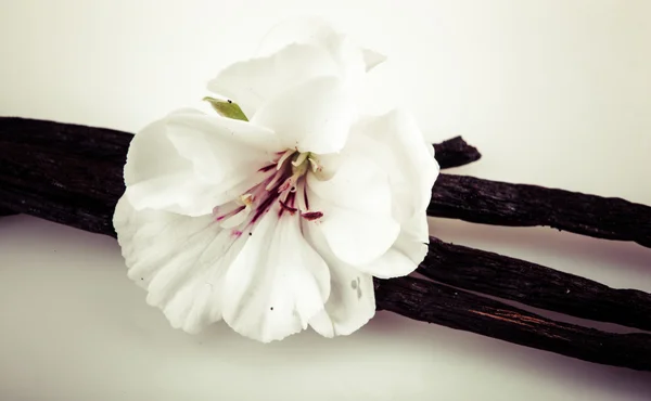 Fagiolo e fiore di vaniglia — Foto Stock
