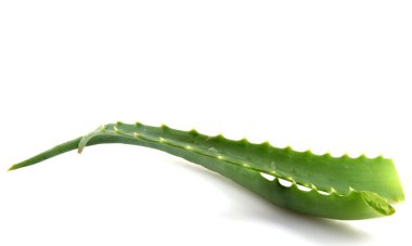 aloe vera bitkisi beyaz üzerine izole