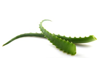 aloe vera bitkisi beyaz üzerine izole