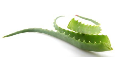 aloe vera bitkisi beyaz üzerine izole