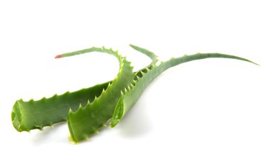 aloe vera bitkisi beyaz üzerine izole