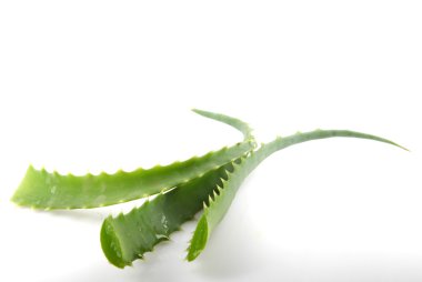 aloe vera bitkisi beyaz üzerine izole