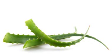 aloe vera bitkisi beyaz üzerine izole