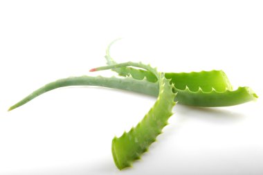 aloe vera bitkisi beyaz üzerine izole