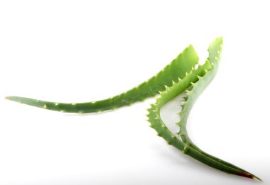 aloe vera bitkisi beyaz üzerine izole