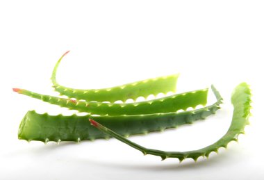 aloe vera bitkisi beyaz üzerine izole