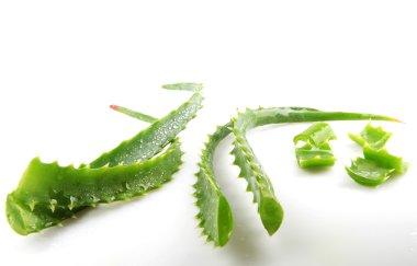 aloe vera bitkisi beyaz üzerine izole