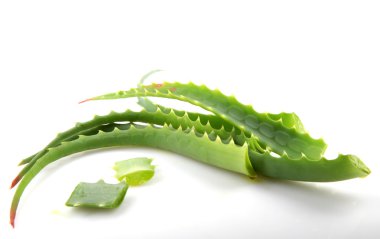 aloe vera bitkisi beyaz üzerine izole