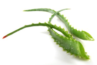 aloe vera bitkisi beyaz üzerine izole