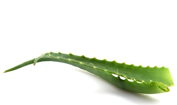 Aloe Vera Plant Isolated On White — Stock Photo, Image