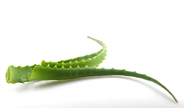 Aloe Vera Plant Isolated On White — Stock Photo, Image