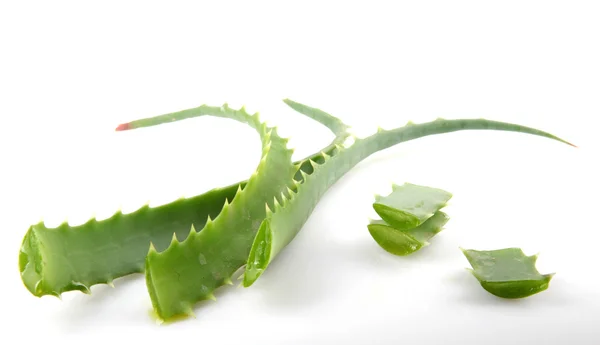 Planta de aloe vera aislada en blanco —  Fotos de Stock