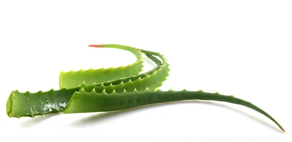 Planta aloe vera isolado em branco — Fotografia de Stock