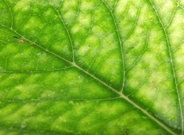 yaprak yeşil arka plan