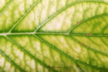 yaprak yeşil arka plan