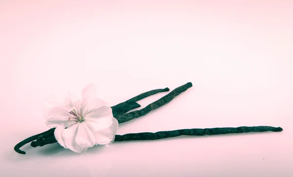 Feijão de baunilha e flor — Fotografia de Stock