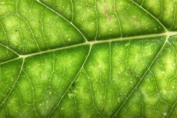 Groene blad achtergrond — Stockfoto