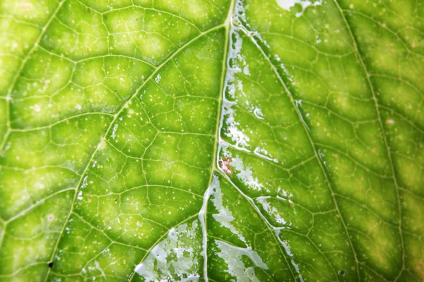 Grünes Blatt Hintergrund — Stockfoto