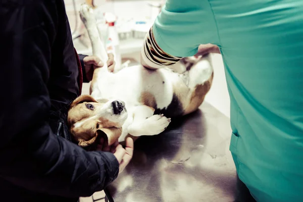 Hond bij de dierenarts in het bereidingslokaal chirurgie. — Stockfoto