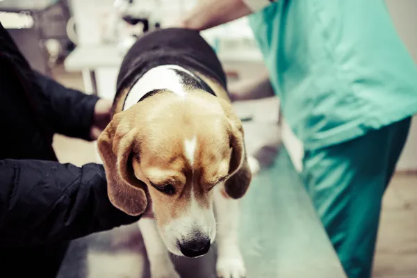 Pies u weterynarza w sali przygotowaniu operacji. — Zdjęcie stockowe