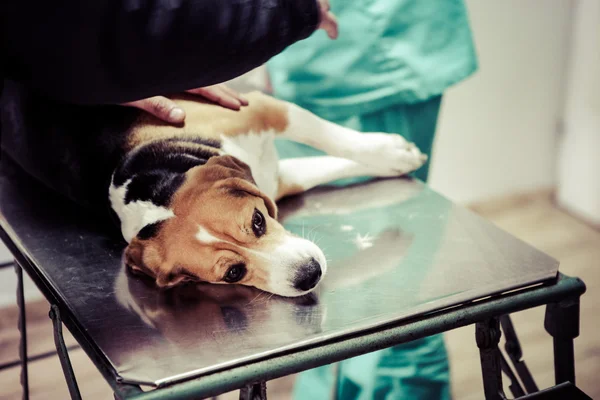 Perro en el veterinario en la sala de preparación de la cirugía . — Foto de Stock