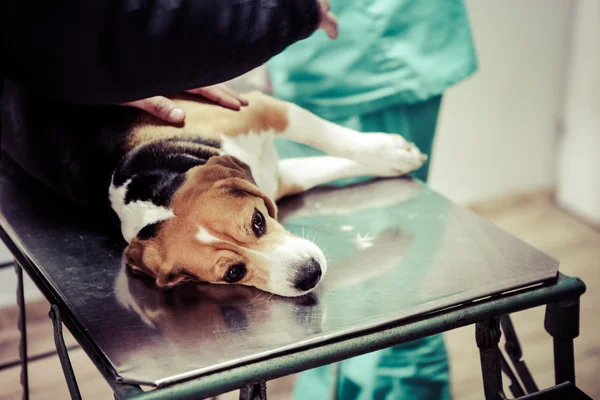 Cão no veterinário na sala de preparação da cirurgia . — Fotografia de Stock