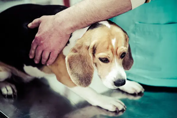 Perro en el veterinario en la sala de preparación de la cirugía . — Foto de Stock