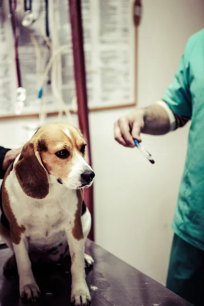 Hond bij de dierenarts in het bereidingslokaal chirurgie. — Stockfoto