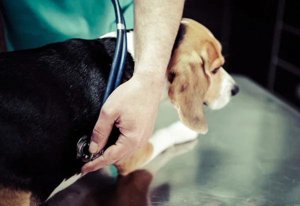 Chien chez le vétérinaire dans la salle de préparation chirurgicale . — Photo