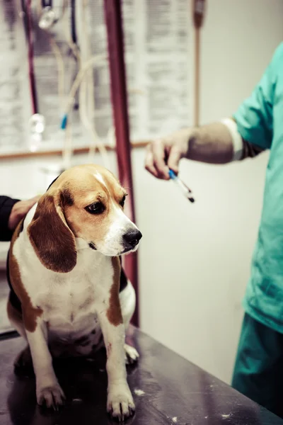 Chien chez le vétérinaire dans la salle de préparation chirurgicale . — Photo