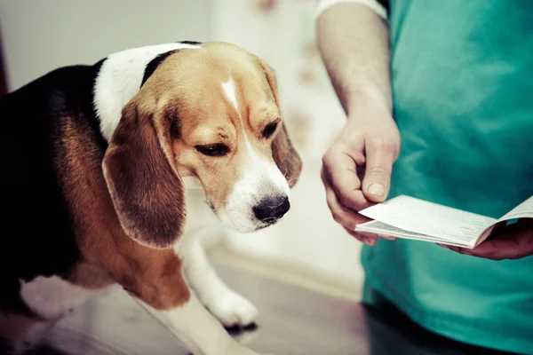 Chien chez le vétérinaire dans la salle de préparation chirurgicale . — Photo