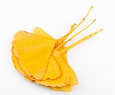 Ginkgo biloba yaprakları