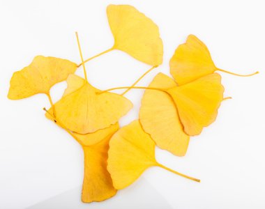 Ginkgo biloba yaprakları