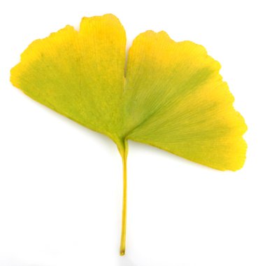 Ginkgo biloba yaprakları