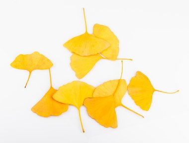 Ginkgo biloba yaprakları