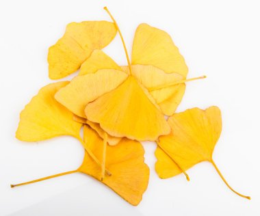 Ginkgo biloba yaprakları