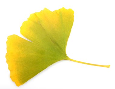 Ginkgo biloba yaprakları