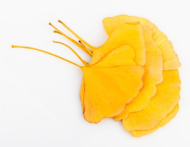 Ginkgo biloba yaprakları