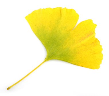 Ginkgo biloba yaprakları