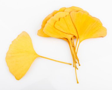Ginkgo biloba yaprakları