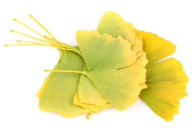 Ginkgo biloba yaprakları