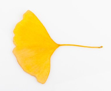 Ginkgo biloba yaprakları