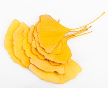 Ginkgo biloba yaprakları