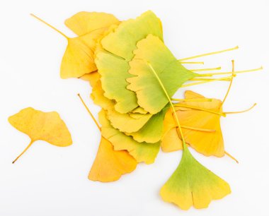 Ginkgo biloba yaprakları