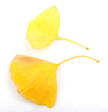 Ginkgo biloba yaprakları