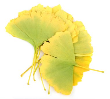 Ginkgo biloba yaprakları