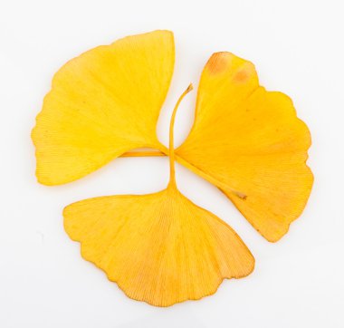 Ginkgo biloba yaprakları