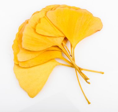 Ginkgo biloba yaprakları