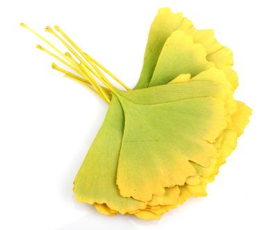 Ginkgo biloba yaprakları