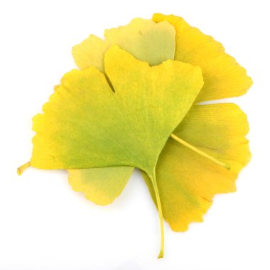 Ginkgo biloba yaprakları